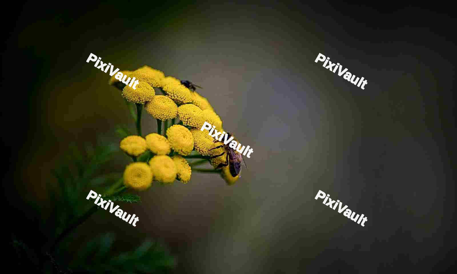 Honey Bee